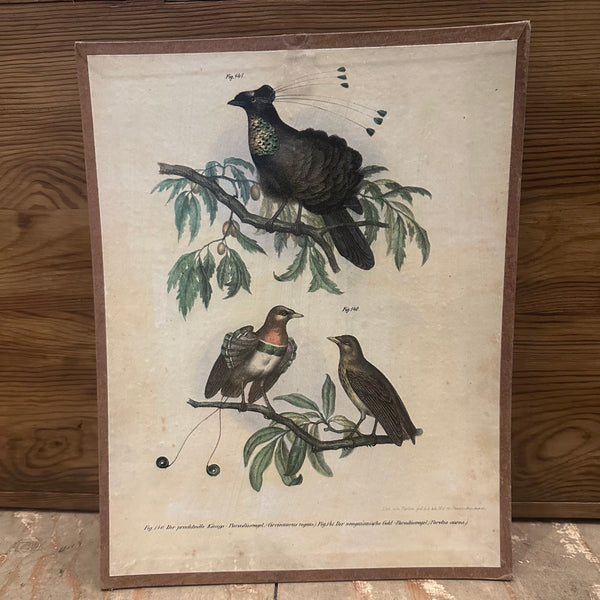 Vintage Bird Lithograms