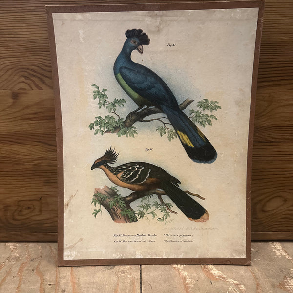 Vintage Bird Lithograms