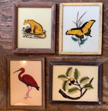 Vintage Glass Framed Fish, Plant and Animal Paintings - Small Medium