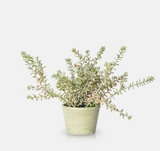 Abigail Ahern Artificial Sedum in Pot