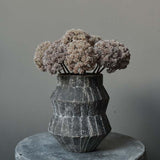 Sedum Cloud