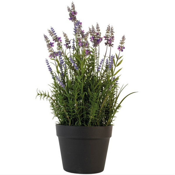 English Lavender in Pot - Large