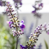 English Lavender in Pot - Large